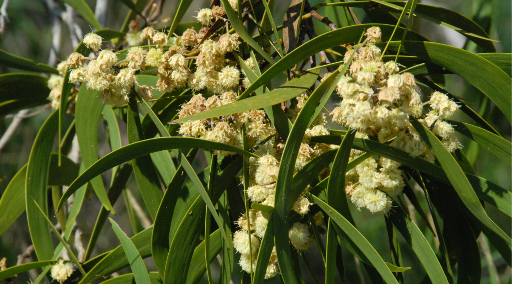 Acacia-koa-flowers