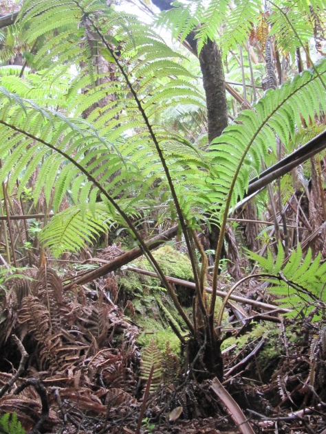 entire `AMA`U (SADLERIA PALLIDA) fern inside of a Hawaiian rain forest.