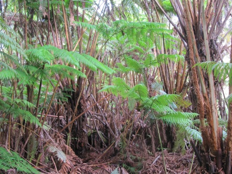 Several HᾹPU`U PULU  (CIBOTIUM GLAUCUM) ferns within the Niaulani Rain Forest