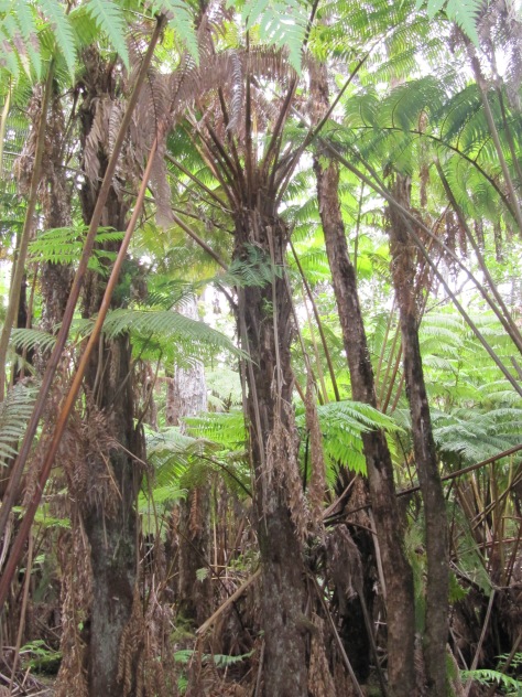 Entire HᾹPU`U `I`I (CIBOTIUM MENZIESII) tree ferns inside of a Hawaiian rain forest ecosystem